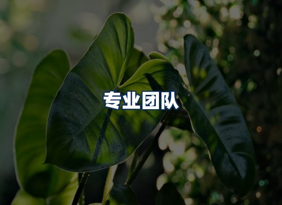 专业团队